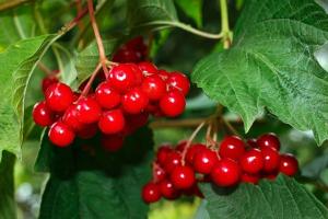 Viburnum אדום - פירות יער בריא העל. כיצד לטפל ולאחסן בחורף