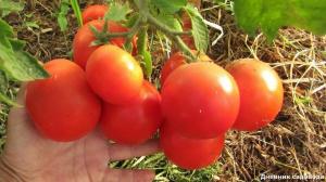 להגדיל את התשואה ומספר השחלות עגבניות