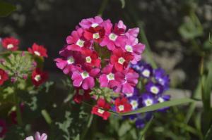Verbena - פרח יפה עם ריח נעים, אשר נדמה שאי אפשר לטפל