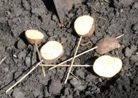 מניעת wireworms אביב. 5 שלבים חשובים