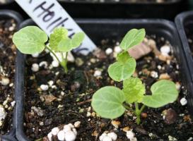 טיפוח זרע חלמית: איך ומתי צמח