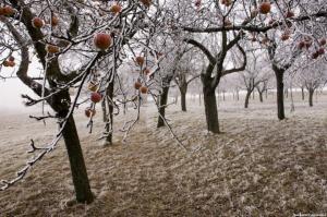 3 גורמים עיקריים למחלות של עצי פרי