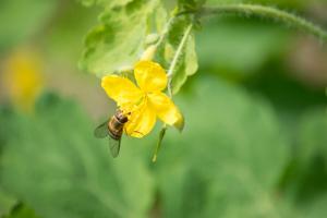 Celandine והשימוש בו בגינה