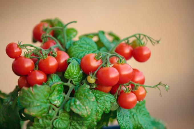 אם ניסית לגדל עגבניות בבית, לשתף את החוויה שלך על דבריו על המאמר! איורים נלקחים לפרסום באינטרנט