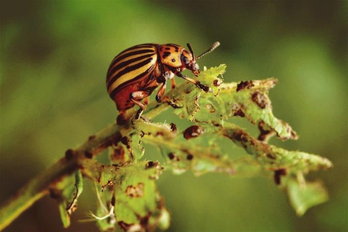 למה אי אפשר לדחוף חיפושיות קולורדו? | ZikZak