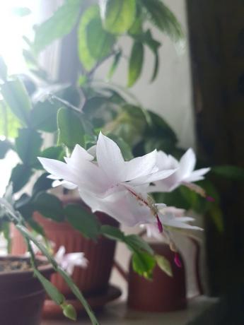 אז לבנה-הוורודה שלי Decembrist פרחה בשנה שעברה