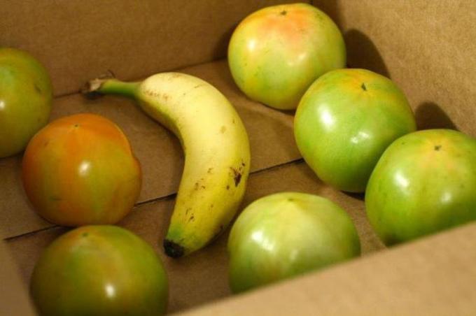 בננה בקופסה עם עגבניות ירוקות | גינון גננות