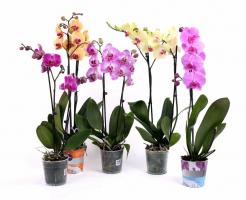 3 דרכים נכונות להרוס phalaenopsis שלך