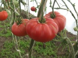 מפורסמים Minusinsk עגבניות. זנים שהם הארומתרפיה