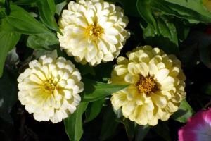 Zinnia - פרחים יפים בחצר שלך!