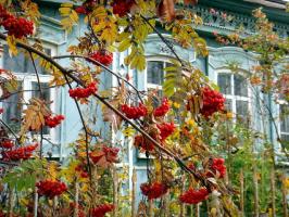אוי, אמא רוסיה: 6 צמחים עבור גן עם הצבעים הלאומיים