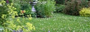יתרונות וחסרונות של דשא תלתן לבן