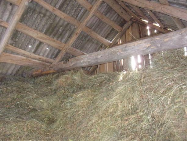Hay לשפוך כמעט מתחת לגג מלא חציר לעיזים.