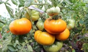 5 סוגים של עגבניות עבור "עצלן" (חלק 2)
