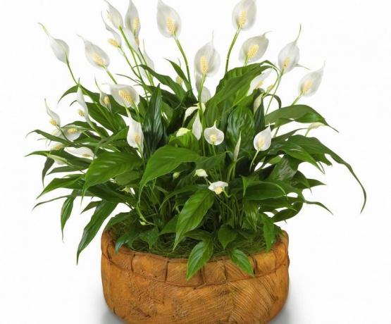 לדוגמא, Spathiphyllum יפה בשל הכללת החימום עלול "להתייבש" כל העלים שלהם. איורים של החומר נלקח מהאינטרנט