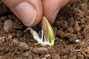 באיזה צד הוא נכון כדי לזרוע את זרעי קישואים, דלעות חריפה, קהה, או על קצה.