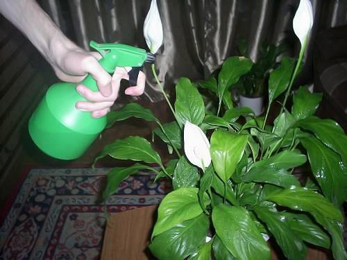 ריסוס Spathiphyllum אספירין