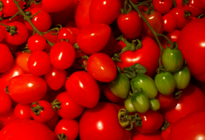 5 סוגי הצל-סובלני של עגבניות