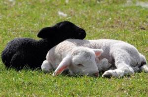 בשר וצמר: איך לגדל כבשים בחוותו