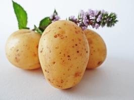 7 סופר מוקדם זנים תפוחי אדמה טעימים
