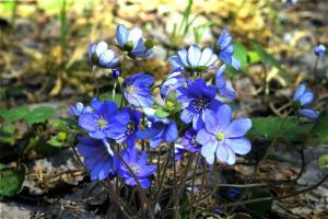 5 צמחים באביב בערוגת פרחים, פורחים בחודשים מרץ ואפריל