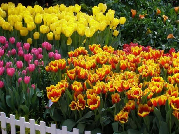 צבעונים - אולי הפרחים הנורים הידוע ביותר