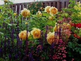 מה צמחים ייראה טוב עם ורדים (מתוך שנים עד ושיחים). 11 דוגמאות
