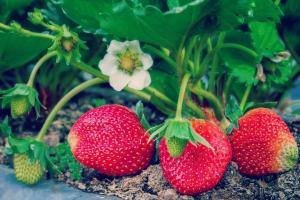 4 דשן הירואי של אנשים לגדל תותים