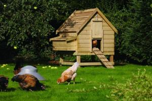 בתים עבור תרנגולות: מ מיני אוטומציה עם הידיים