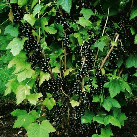 יבול מעורר קנאה של דומדמניות שחורות. תמונה עבור לכתבה נלקחת מהאינטרנט