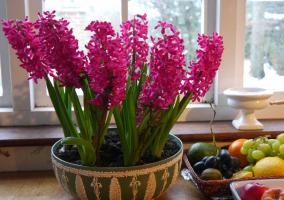 Neodnorazovy: בעלי שמחת יקינתון. 3 תענוגות פרח ואיך לשמור לאחר הפריחה