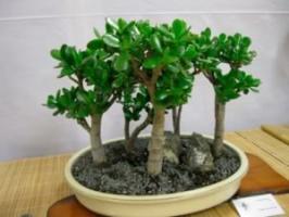 עץ כסף (Crassula) תכונות שימושיות וריפוי, תוויות