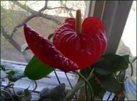 הלמידה לטפח Anthurium על כל הכללים