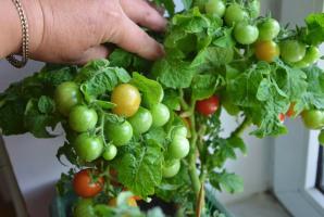 מדוע עדיף לגדל עגבניות ומלפפונים על אדן החלון