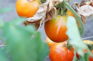 מגדל עריסה מדוע עגבניות פרצו ומה לעשות