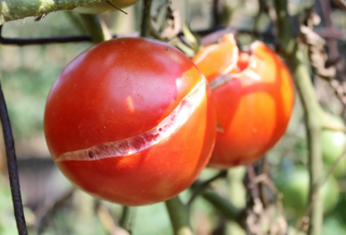 עגבניות Cracked: מבחינה ויזואלית. תמונה עבור הערות המחשה שנלקחו Yandex. תמונות