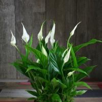 שטראוס Spathiphyllum מיניאטורות: הכללים של הטיפול