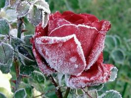 כן ורדים לחורף: איך מזג מה ומה להסתיר, איך לקצץ. איך צבע משפיע על הכפור