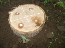 איך לגדל פטריות ריחניות על גדם עץ במו ידיו?