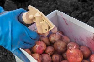 טיפול פקעות תפוחי אדמה לפני השתילה נגד מחלות ומזיקים.