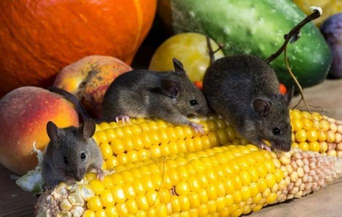 עכברי אכילת היבול. מקור תמונה: botanichka.ru