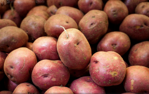 כיצד לאחסן את תפוחי האדמה להירקב הפקעות אינן