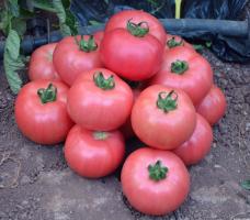 5 של הזנים המתוקים של עגבניות