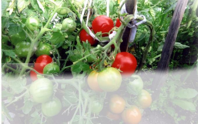 עגבניות בחממה (צילום - אינטרנט)