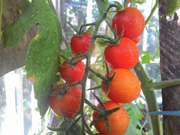 הבשלת עגבניות - תאווה לעיניים! (Mojateplica.ru)