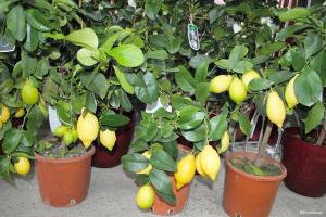 איך לגדל לימון פרי קלמנטינה מאבן
