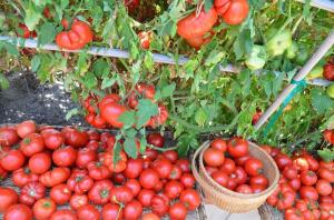העלים הנמוכים, כך עולים התשואה של עגבניות (דישון מצב מיוחד והשקיה)