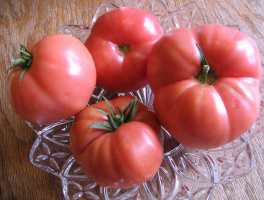 6 תובעניים גוץ עגבניות רבייה סיבירי