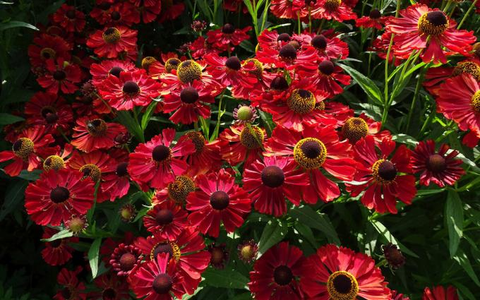 זניים helenium