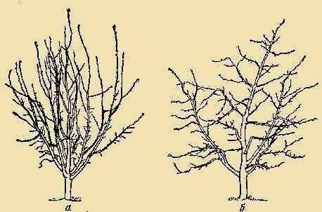גיזום האביב מוחל באופן אקטיבי כדי עצים צעירים - המעוצב להבשיל עצים, אשר כפופים הליך זה כל שנה, צריך כל שנה יש פחות (אנחנו לא מדברים על אנטי אייג'ינג גיזום).
